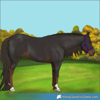 Horse Color:Liver Chestnut 