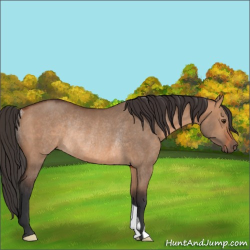 Horse Color:Bay Dun Rabicano 