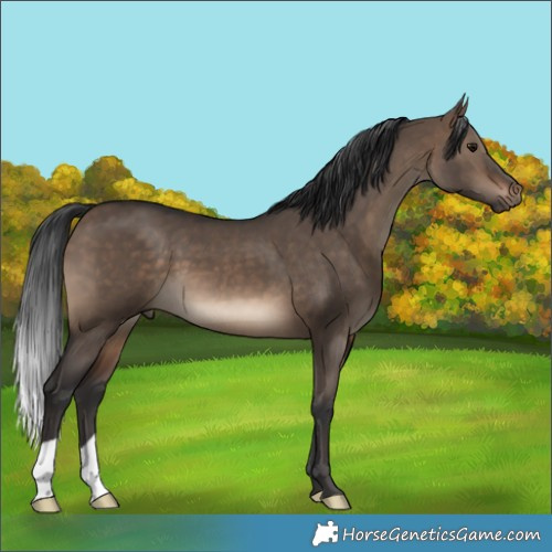 Horse Color:Brown Dun 