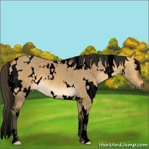 Horse Color:Void White Spotted Buckskin Dun 
