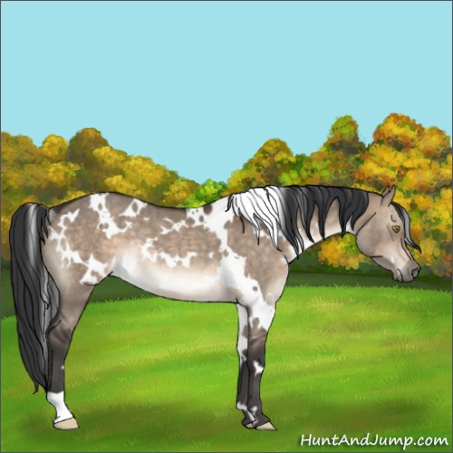Horse Color:White Spotted Brown Dun Rabicano 