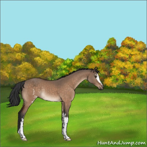 Horse Color:White Spotted Brown Dun Rabicano 