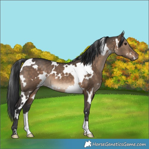 Horse Color:White Spotted Brown Dun 