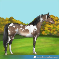 Horse Color:White Spotted Brown Dun 