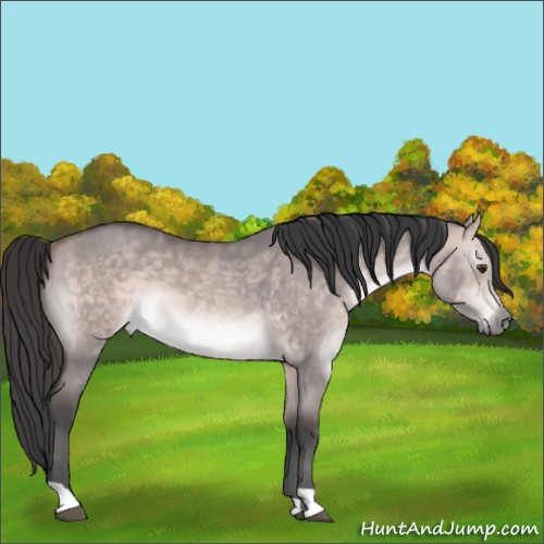 Horse Color:Platinum Bay Dun 