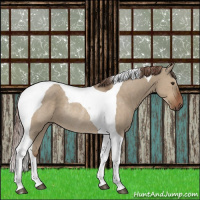 Horse Color:Liver Red Dun Tobiano Rabicano