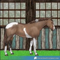 Horse Color:Liver Red Dun Tobiano Rabicano 