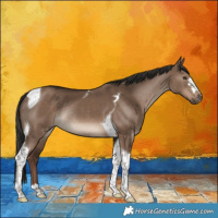 Horse Color:Liver Red Dun Tobiano Rabicano
