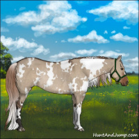 Horse Color:White Spotted Liver Red Dun Rabicano 