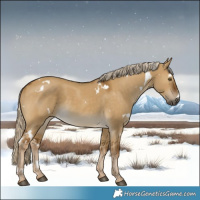 Horse Color:White Spotted Chocolate Palomino Dun Rabicano