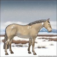 Horse Color:White Spotted Chocolate Palomino Dun Rabicano