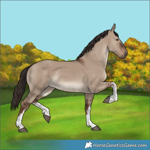 Horse Color:White Spotted Liver Red Dun Rabicano 