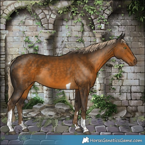 Horse Color:Chocolate Palomino Tobiano 