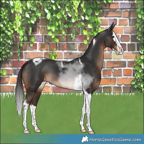 Horse Color:Liver Chestnut Splash Tobiano 