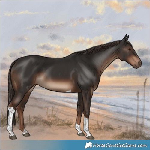 Horse Color:Liver Chestnut Tobiano 