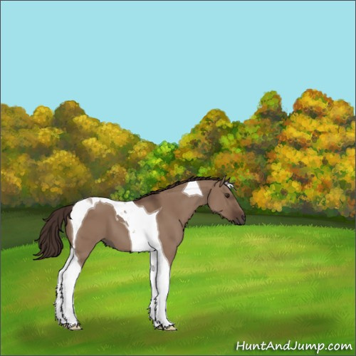 Horse Color:Liver Red Dun Sabino Tobiano 