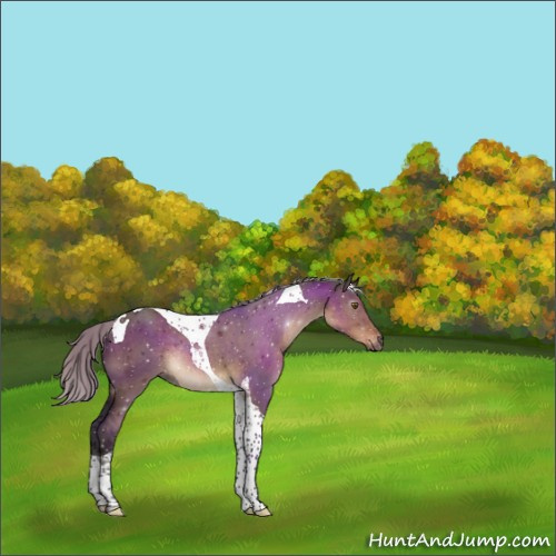 Horse Color:Gray Silver Brown Dun Tobiano Appaloosa 