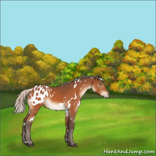 Horse Color:White Spotted Silver Bay Appaloosa 