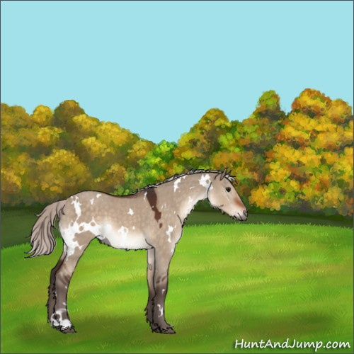 Horse Color:White Spotted Silver Brown Dun 