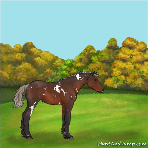 Horse Color:White Spotted Silver Brown Rabicano 
