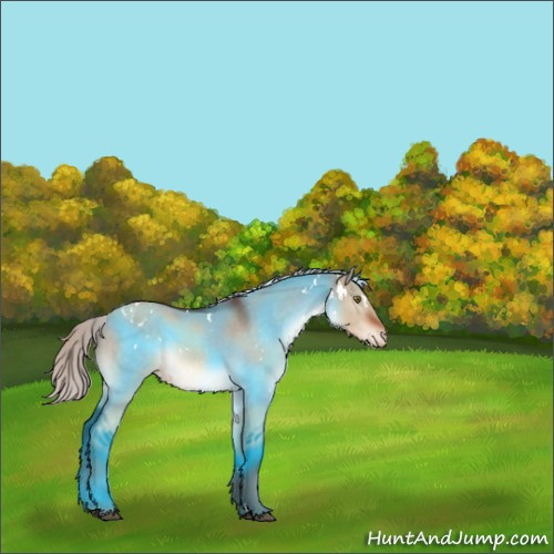 Horse Color:White Spotted Silver Brown Dun Appaloosa 