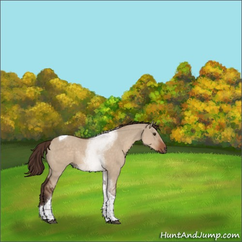 Horse Color:Liver Red Dun Tobiano Rabicano 