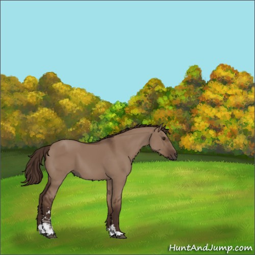 Horse Color:Liver Red Dun Sabino 