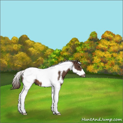 Horse Color:White Spotted Liver Chestnut Tobiano Frame 