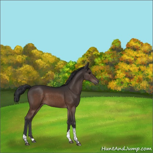 Horse Color:Brown Tobiano 