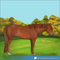 Horse Color:Chestnut Rabicano