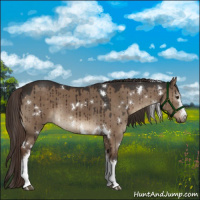 Horse Color:White Spotted Liver Red Dun Brindle