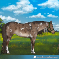 Horse Color:White Spotted Liver Red Dun Brindle 
