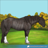 Horse Color:Liver Chestnut Rabicano