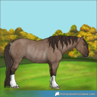 Horse Color:Liver Red Dun Rabicano 
