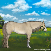 Horse Color:Chocolate Palomino Roan Dun 