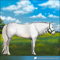 Horse Color:Gray Chocolate Palomino Tobiano 