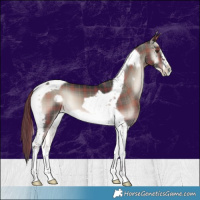 Horse Color:Plaid  Liver Red Onyx Tobiano Frame 
