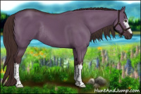 Horse Color:White Spotted Liver Red Dun Rabicano