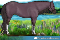 Horse Color:White Spotted Liver Red Dun Rabicano 
