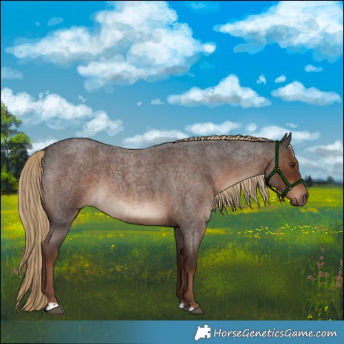 Horse Color:Liver Red Roan 
