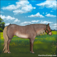 Horse Color:Liver Red Roan 