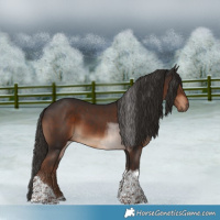 Horse Color:Liver Chestnut Tobiano 
