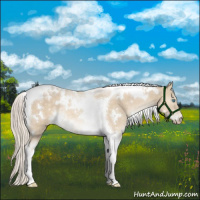 Horse Color:White Spotted Cremello Tobiano Rabicano 