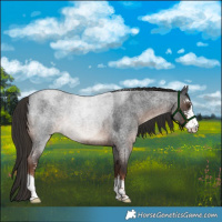 Horse Color:Liver Red Roan Sabino 
