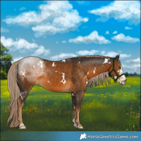Horse Color:White Spotted Chocolate Palomino Sabino 