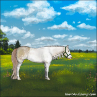 Horse Color:Liver Red Dun Sabino Rabicano 