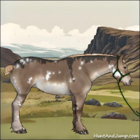 Horse Color:White Spotted Liver Red Dun 