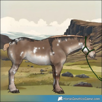 Horse Color:White Spotted Liver Red Dun 
