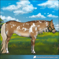 Horse Color:White Spotted Chocolate Palomino Dun 