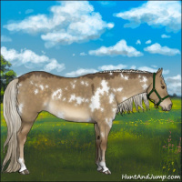 Horse Color:White Spotted Chocolate Palomino Dun 
